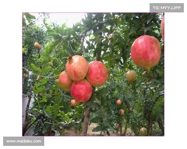 高地红石榴养护常见误区及应对策略解析